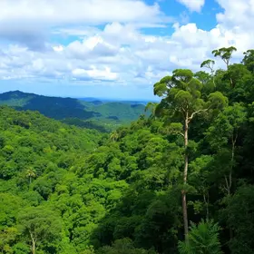 Bosque das Arapiracas